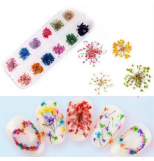 Сухоцветы для дизайна ногтей, набор 12 цветов